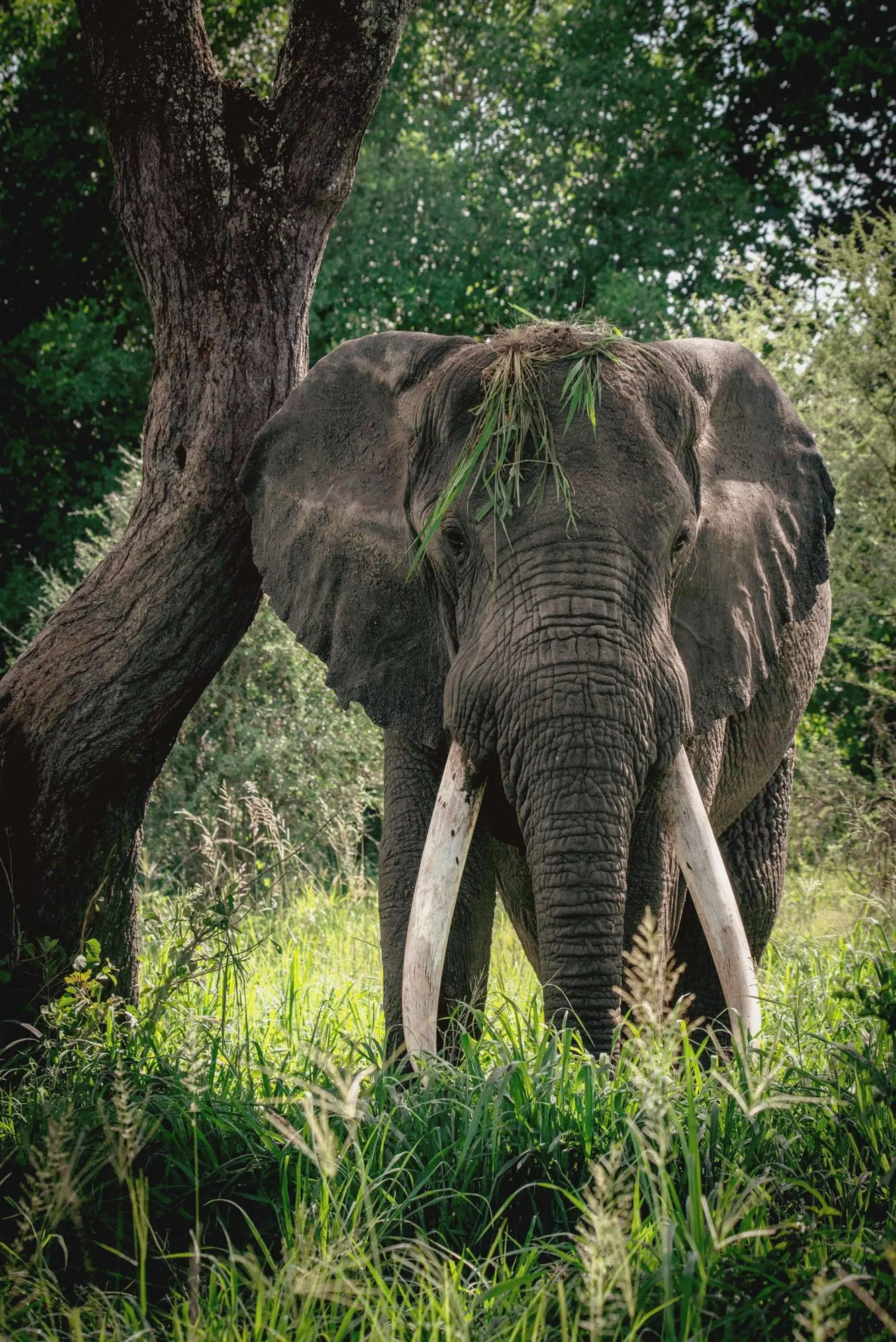 Elephant herd at Ruaha National Park