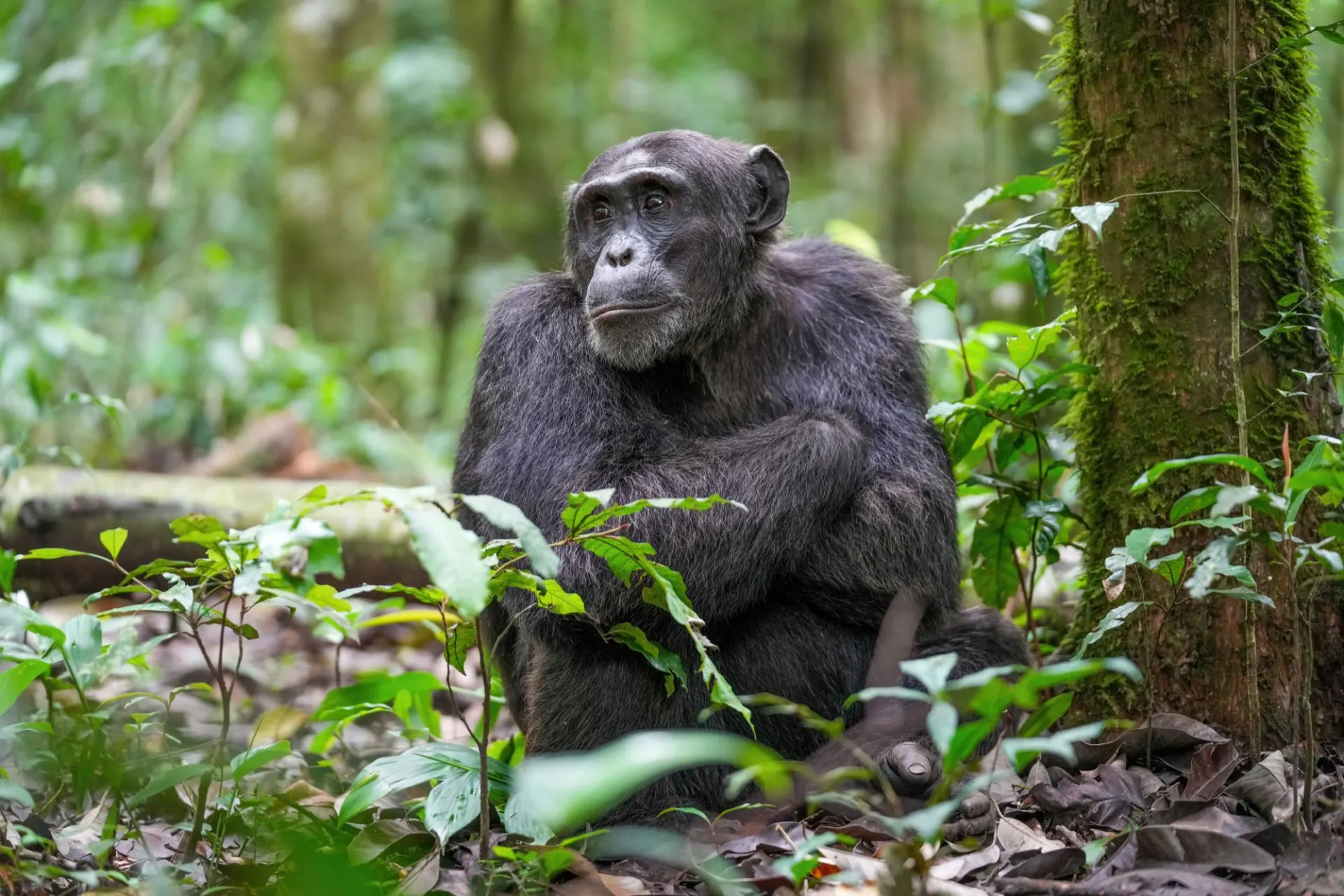 Chimpanzee in Kibale Forest National Park, Uganda