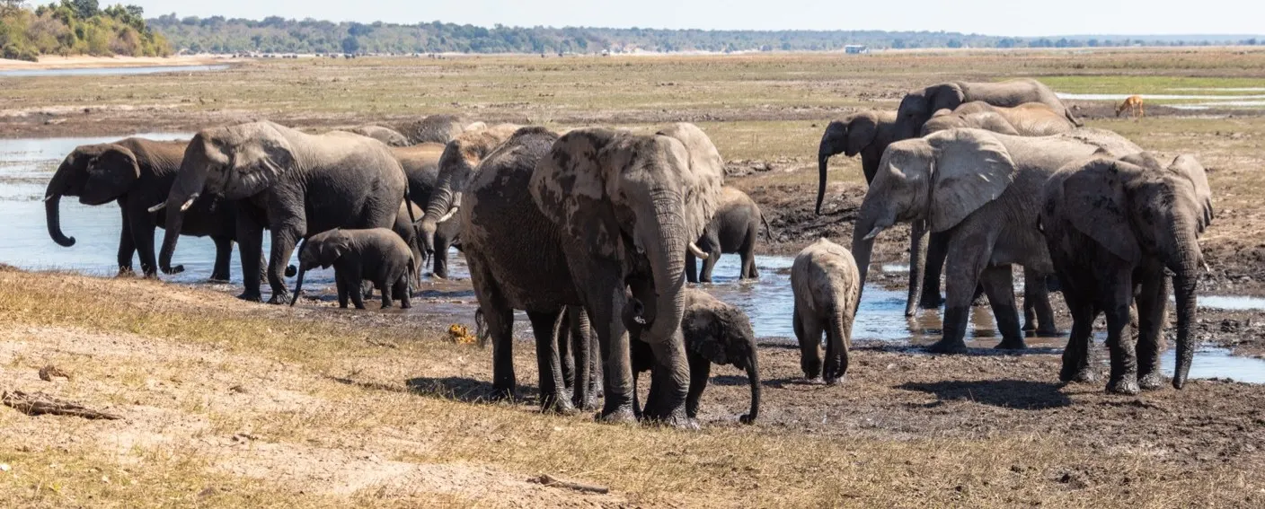 Elephant herd at the Chobe River in Botswana