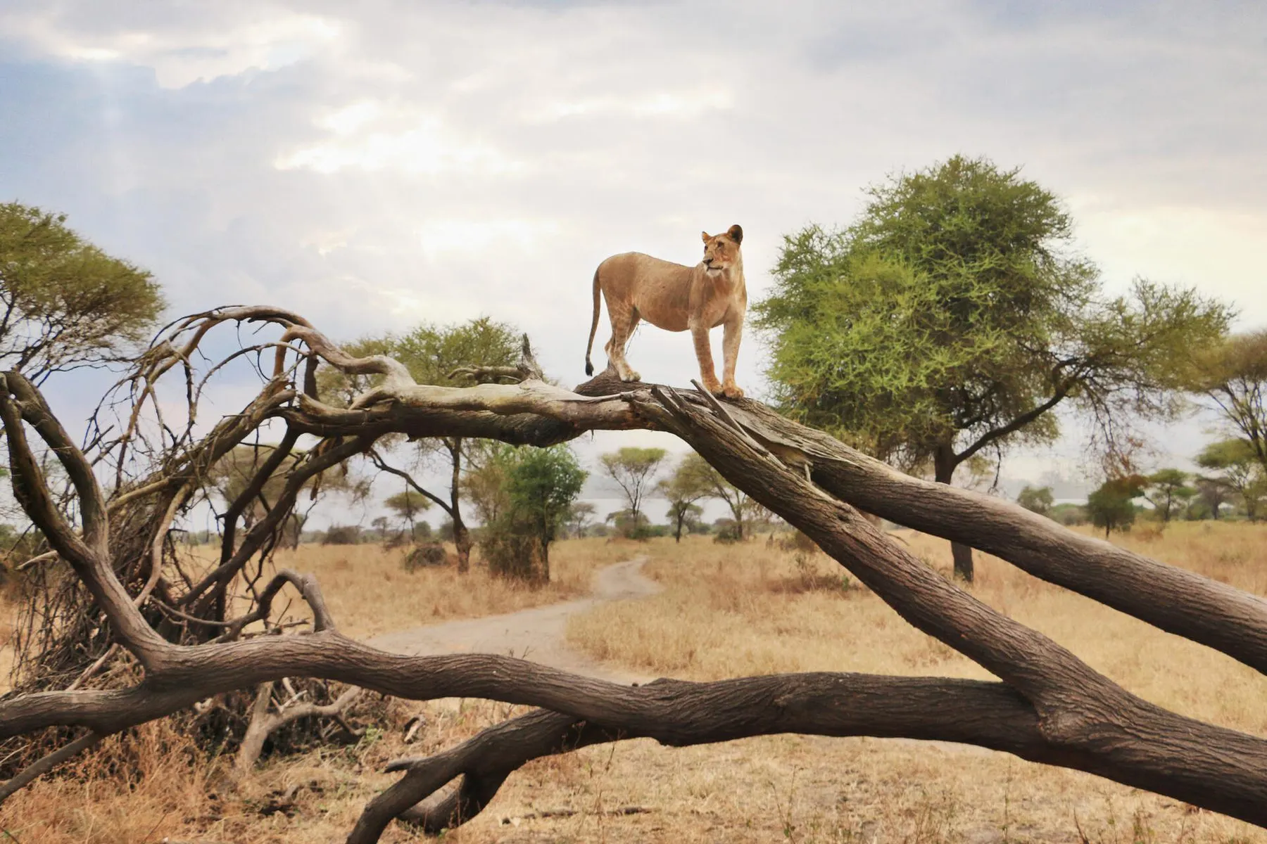 Lioness resting in the Serengeti at golden hour