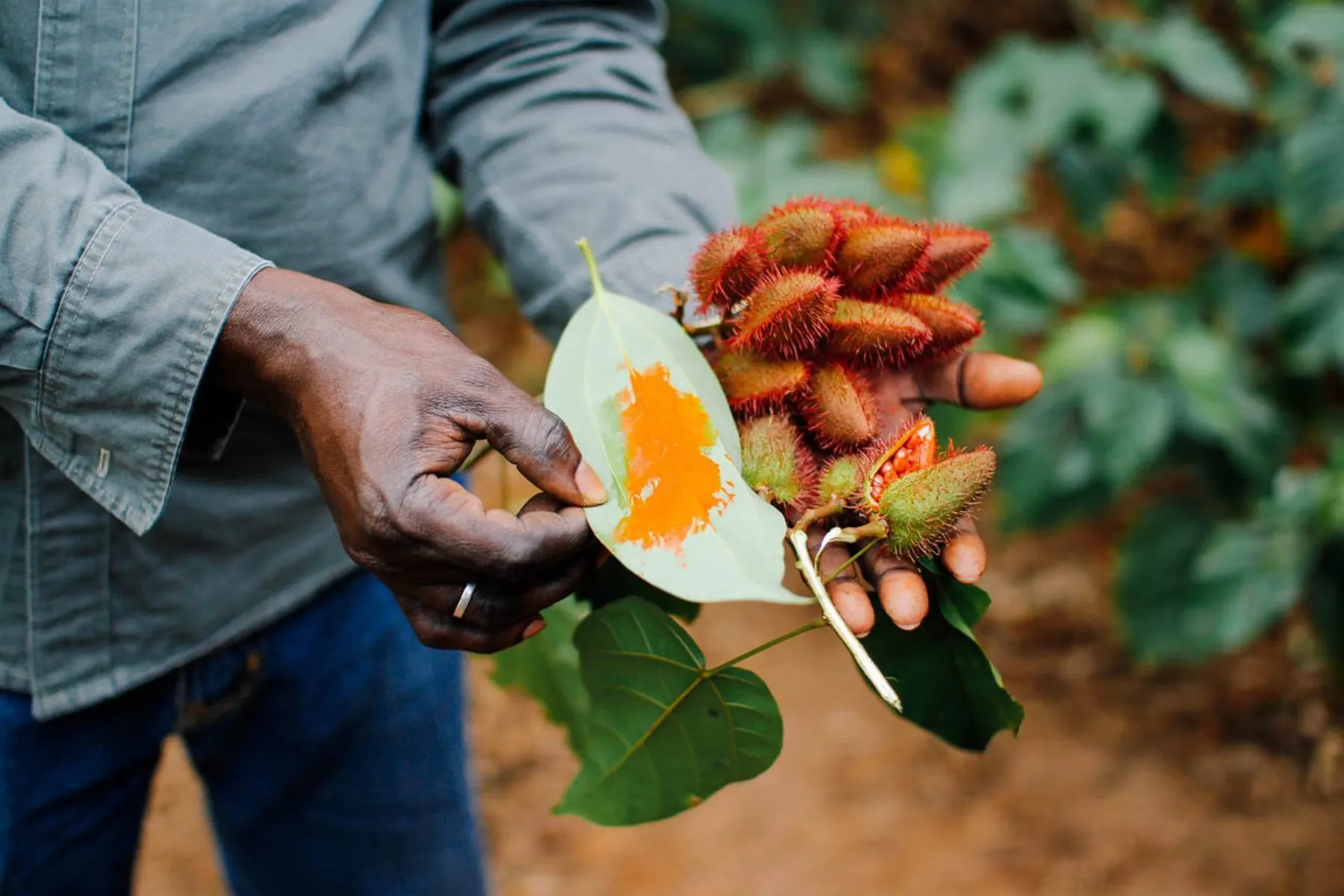 Zanzibar spice farm with tropical plants and guide