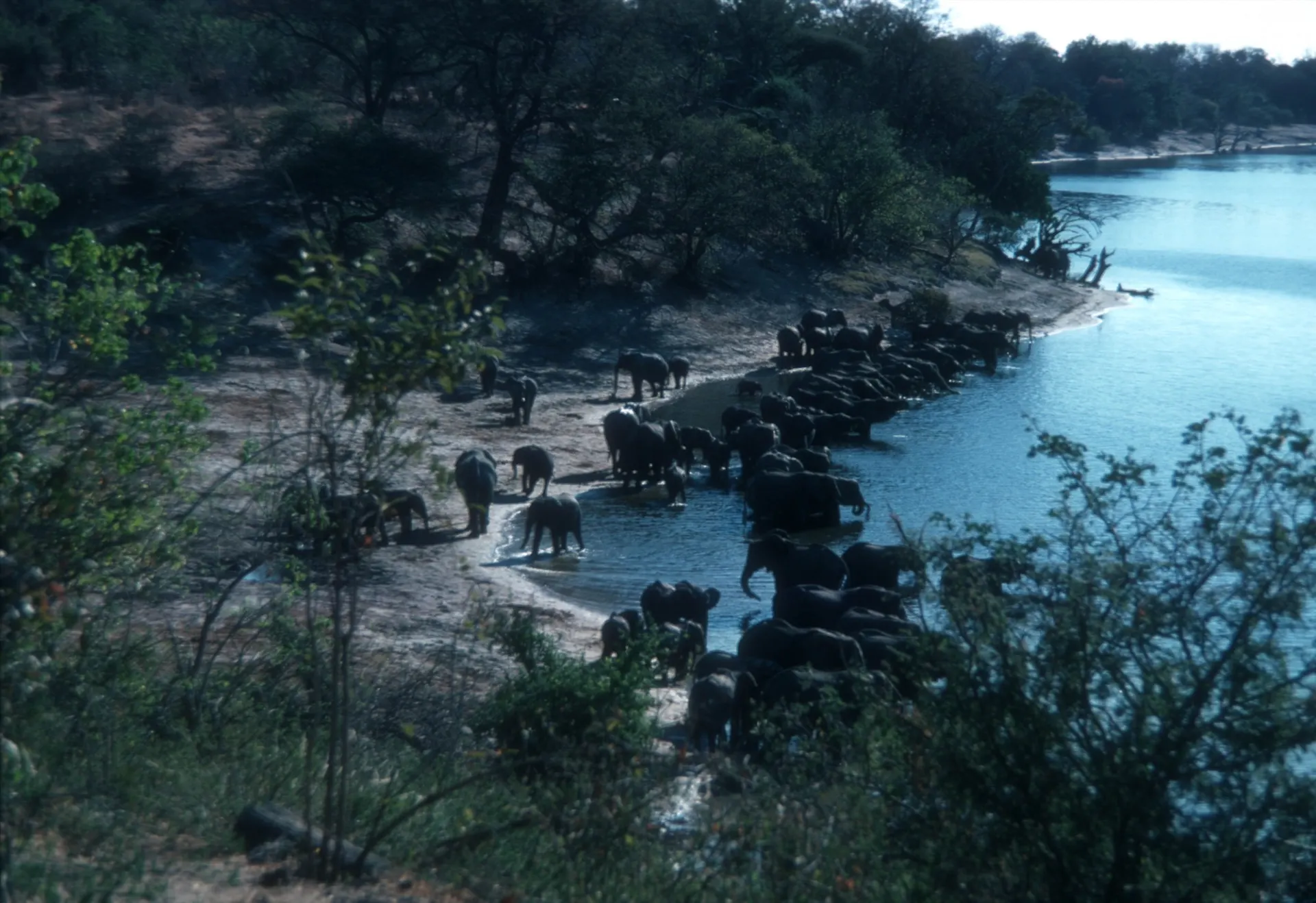 Chobe National Park elephant herd