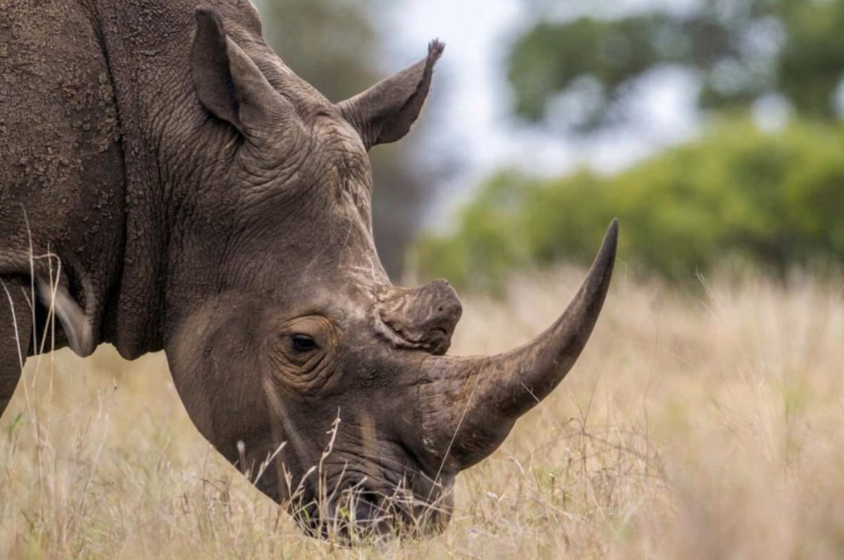 Black rhinoceros on the Ngorongoro Crater floor