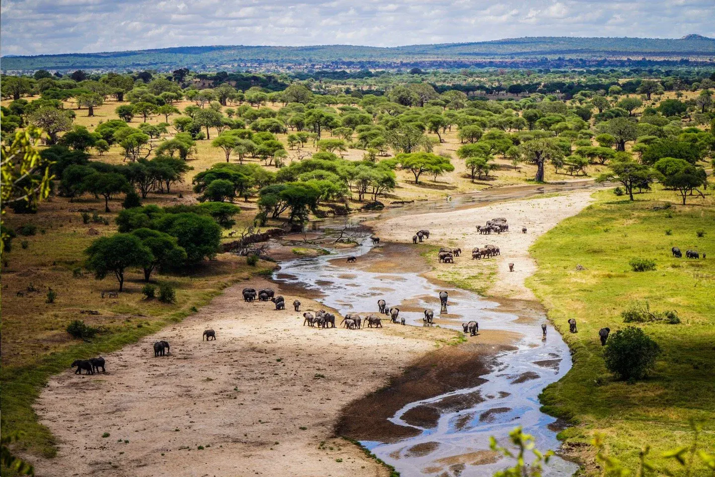 Elephants among the baobabs of Tarangire National Park, Tanzania