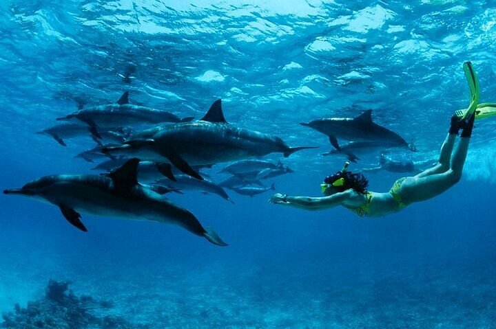 Marine Life