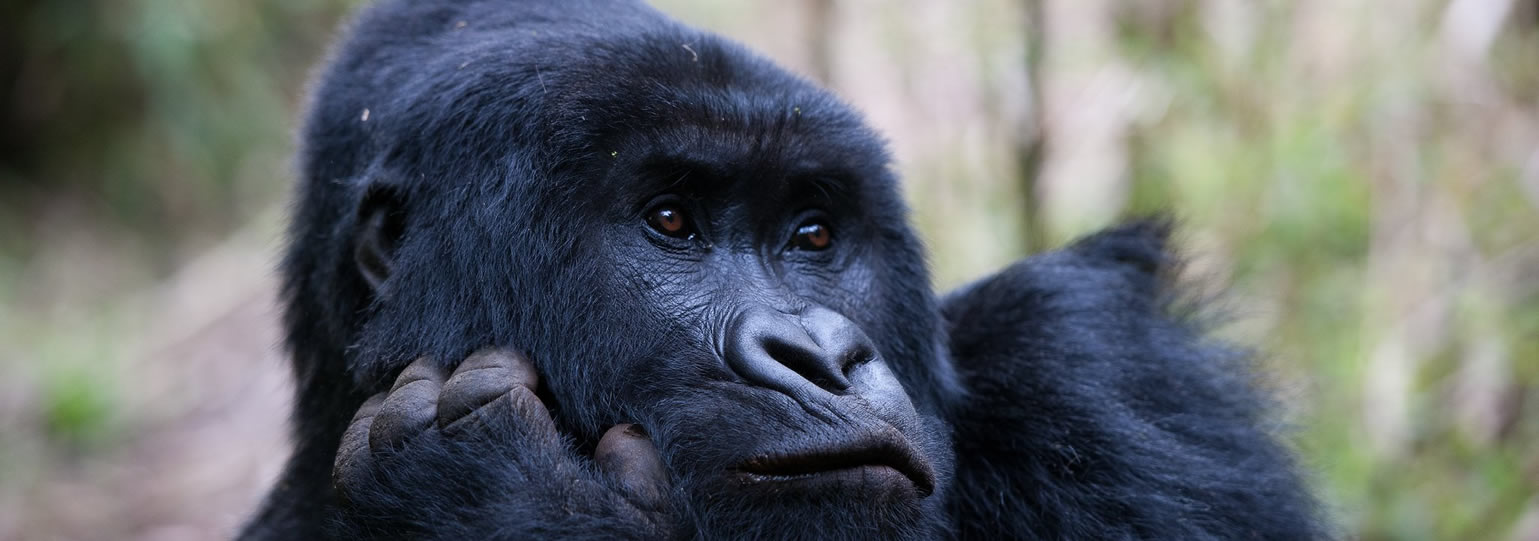 Gorilla Trekking