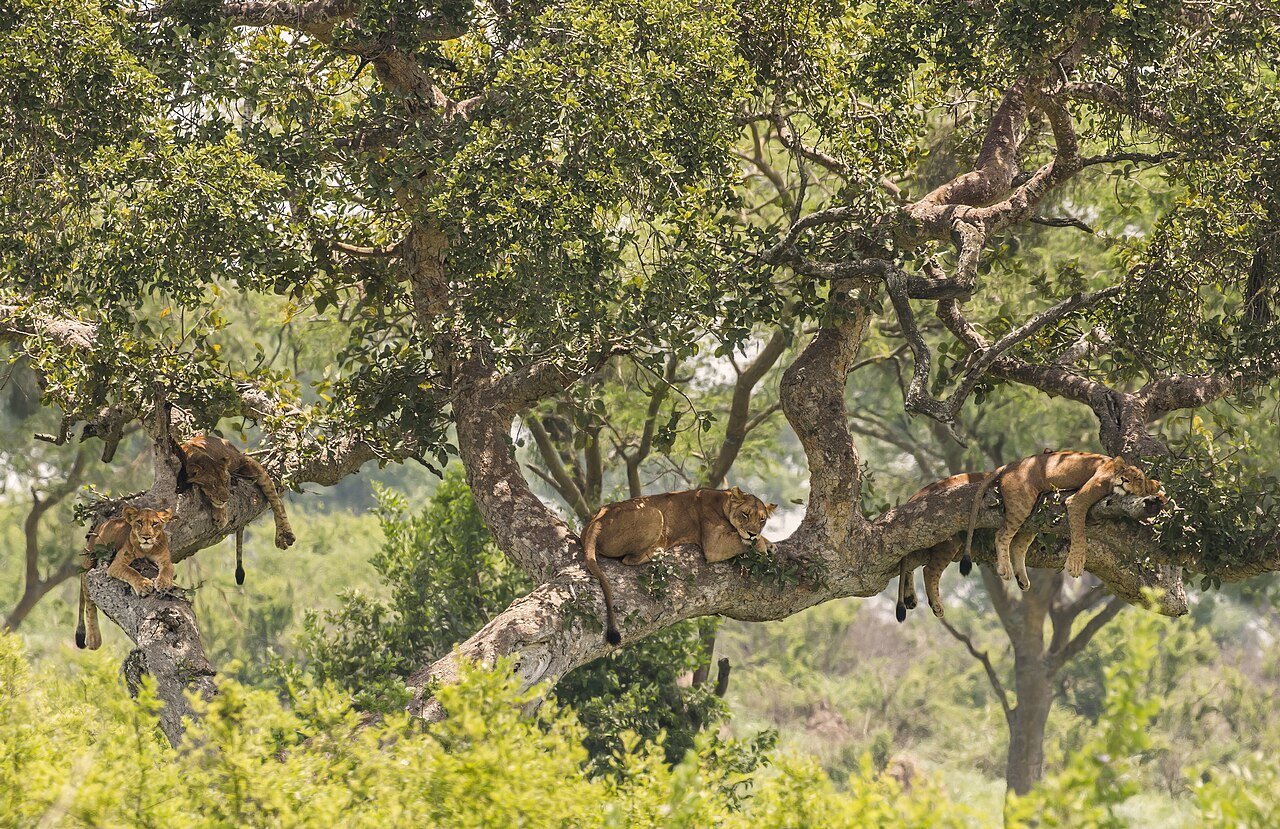 Tree-climbing lions in Queen Elizabeth National Park, Uganda