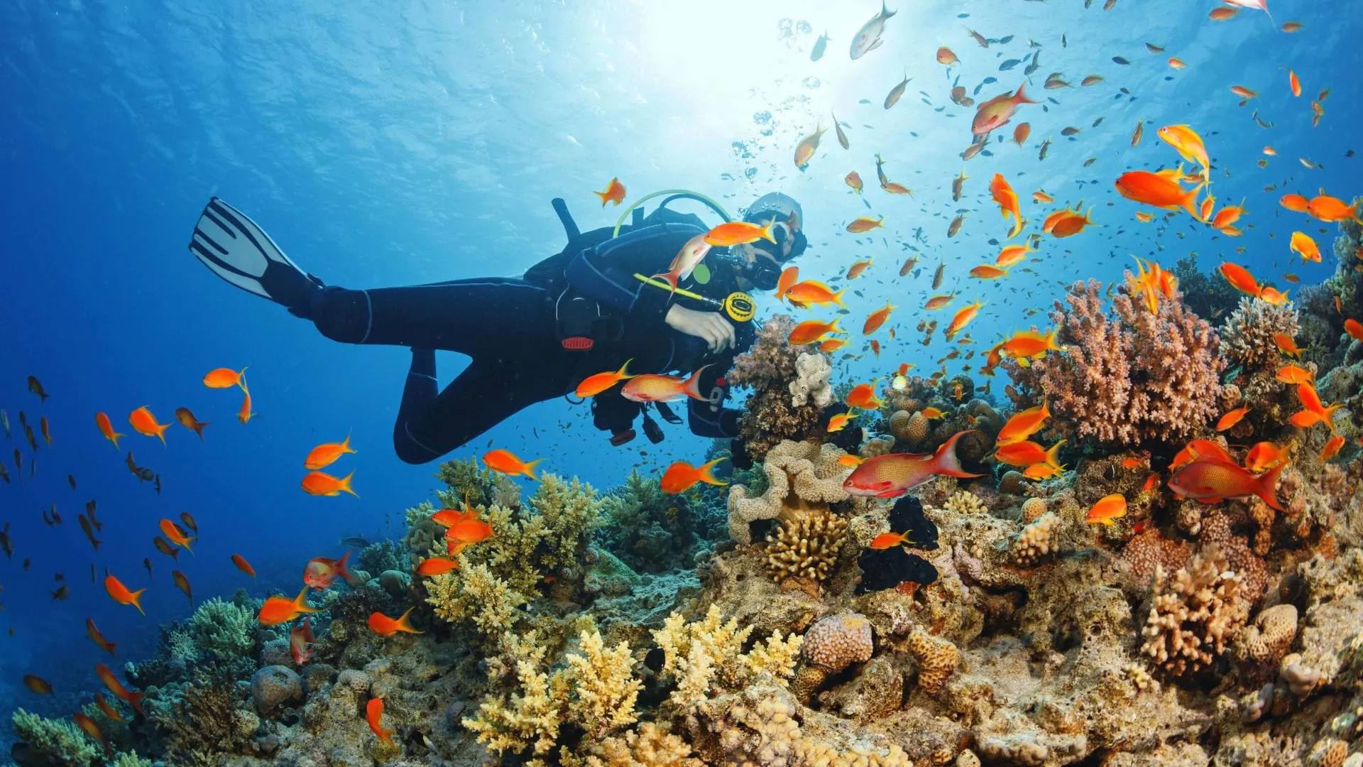 Snorkelling & Diving