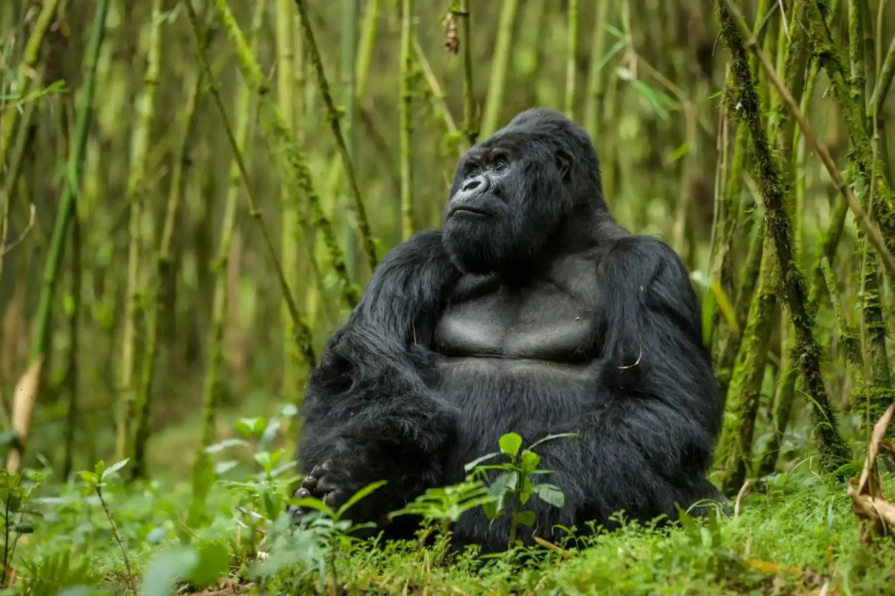 Mountain gorilla silverback in Bwindi