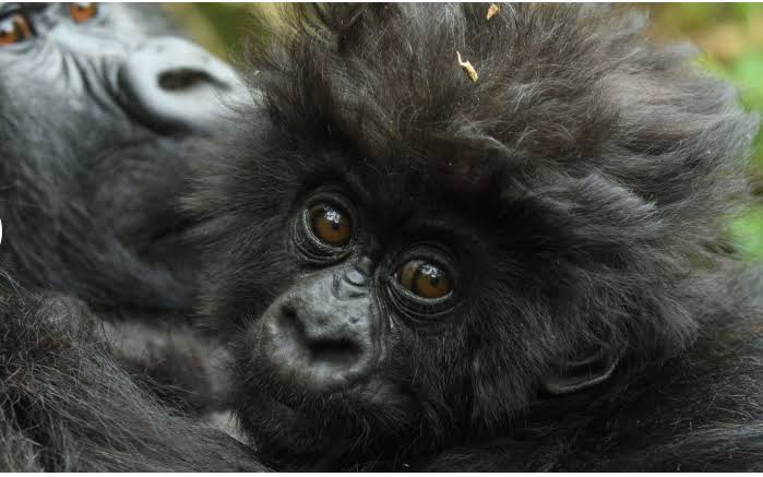 Rwanda