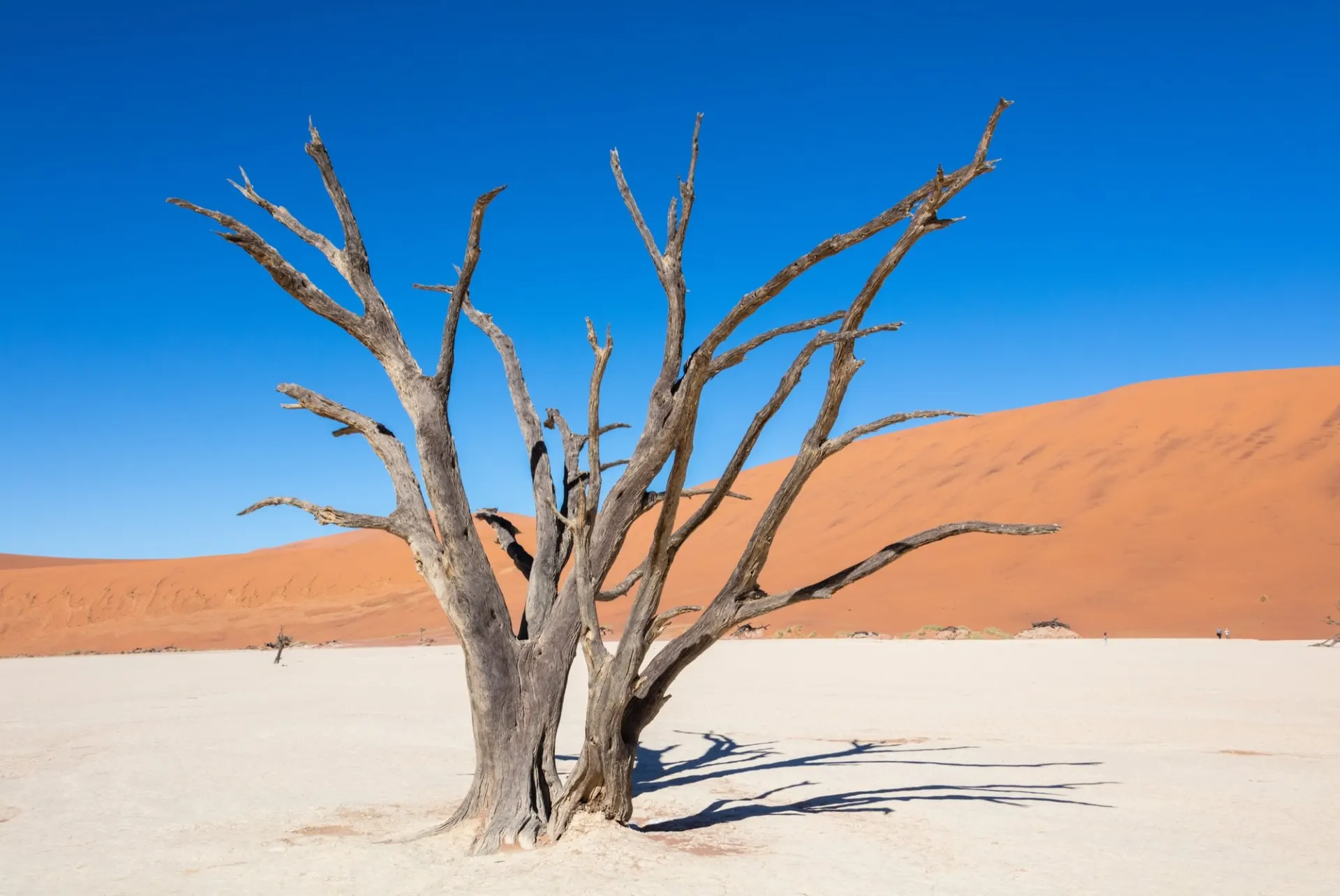 Deadvlei's ancient camel-thorn trees against the red dunes of Sossusvlei, Namibia