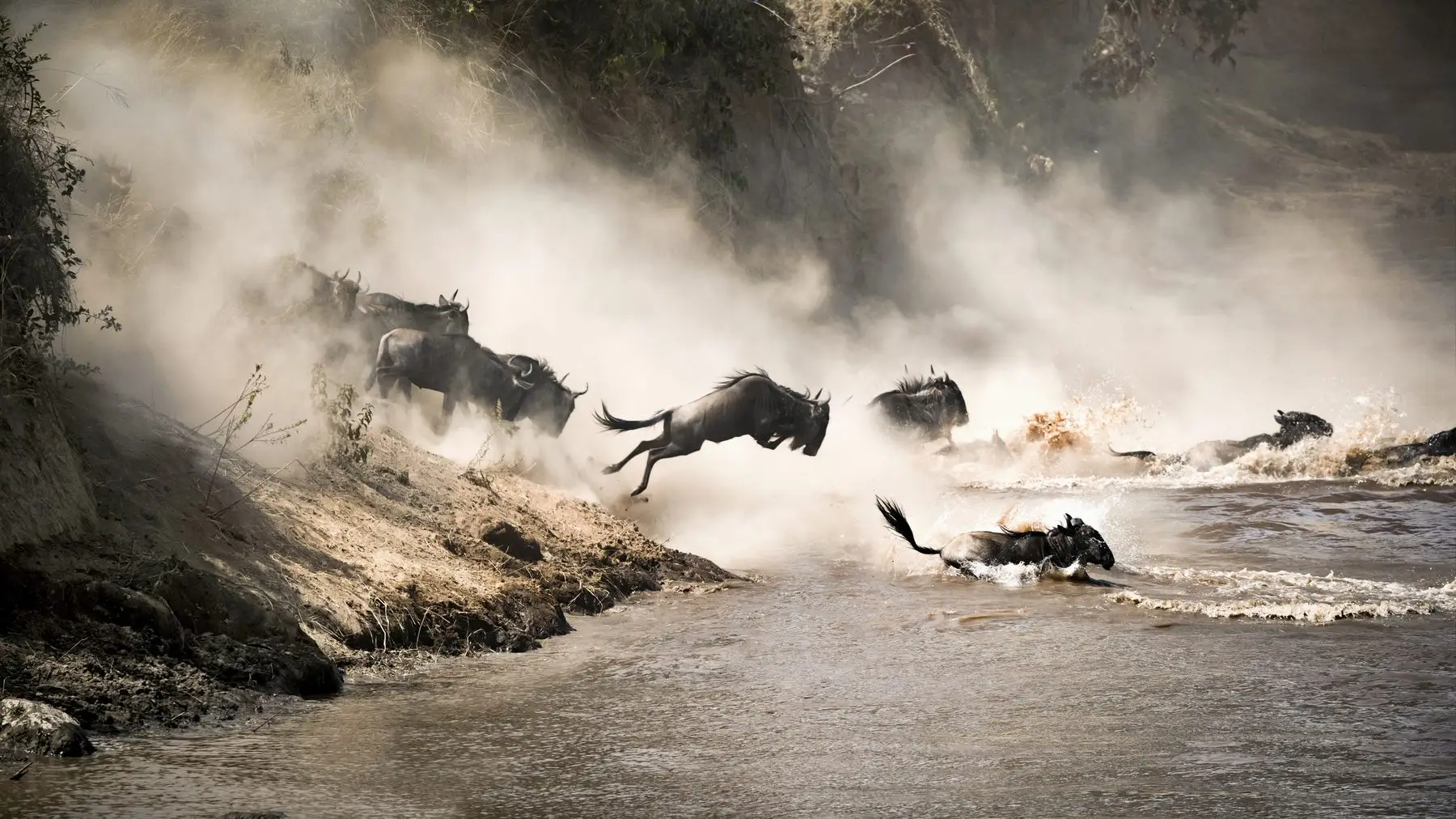 Wildebeest crossing the Mara River