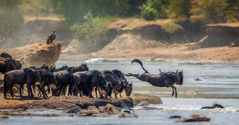 Great Migration wildebeest crossing the Serengeti