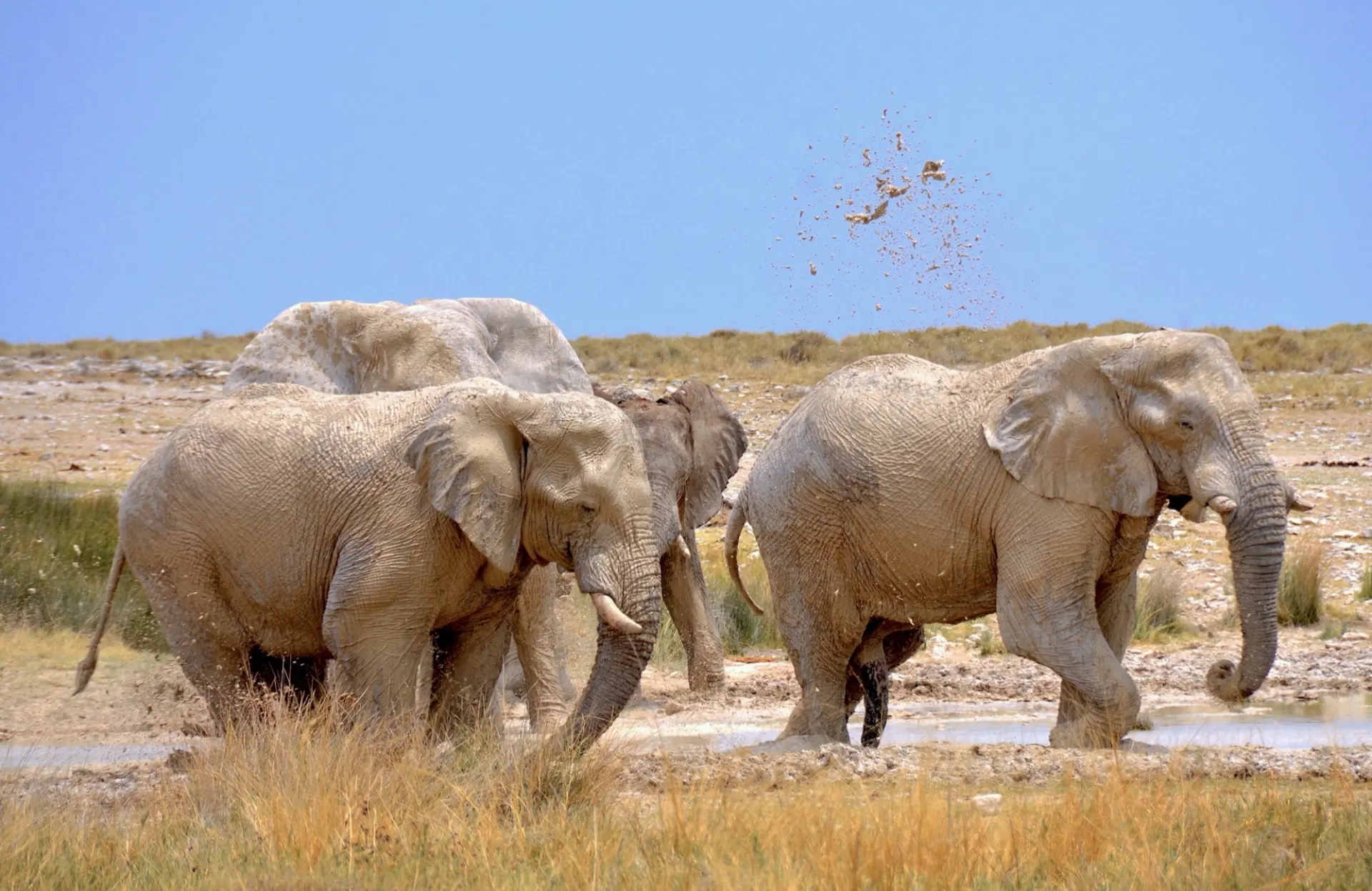 Wildlife at an Etosha waterhole