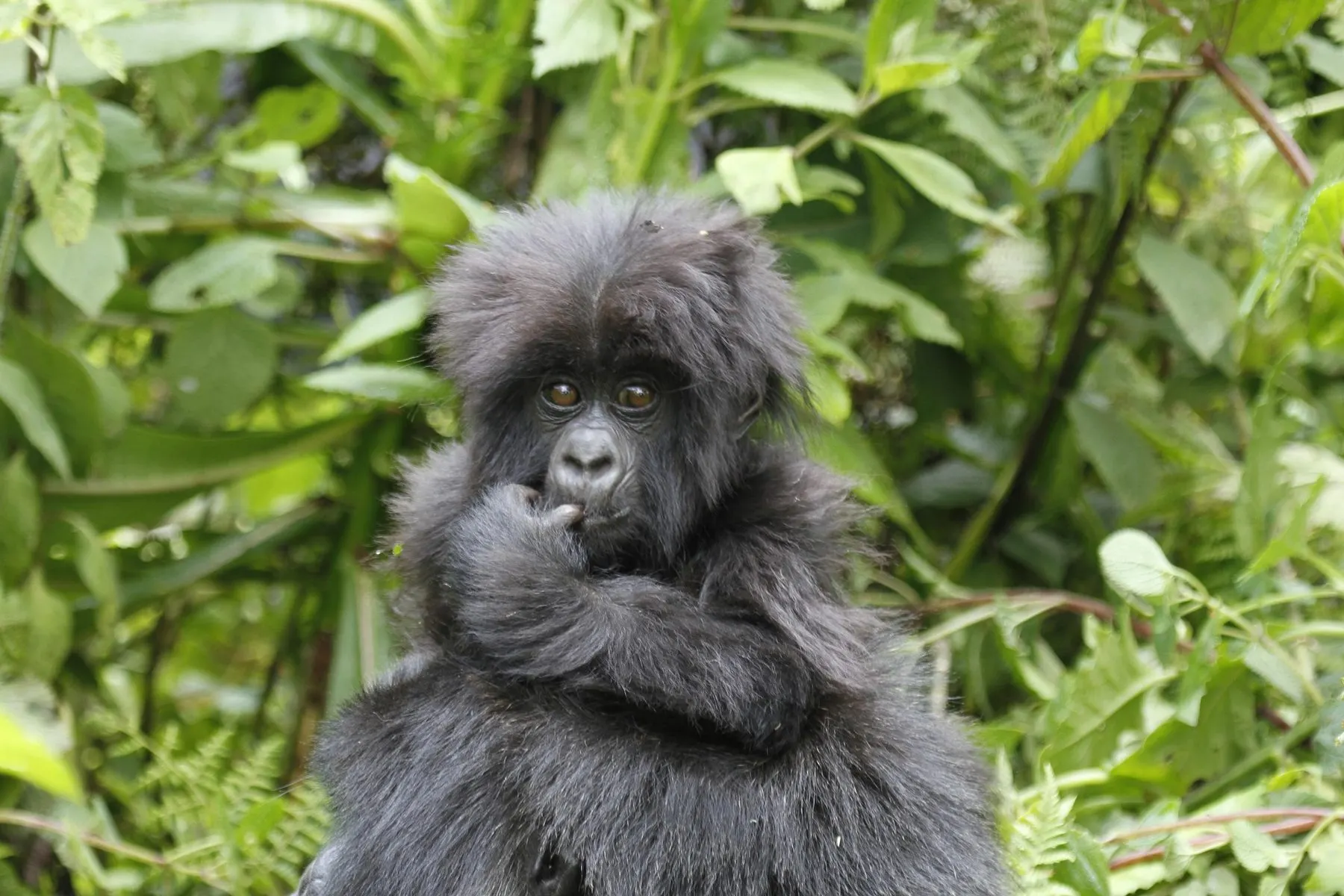Mountain gorilla family in Bwindi Impenetrable Forest, southern Uganda