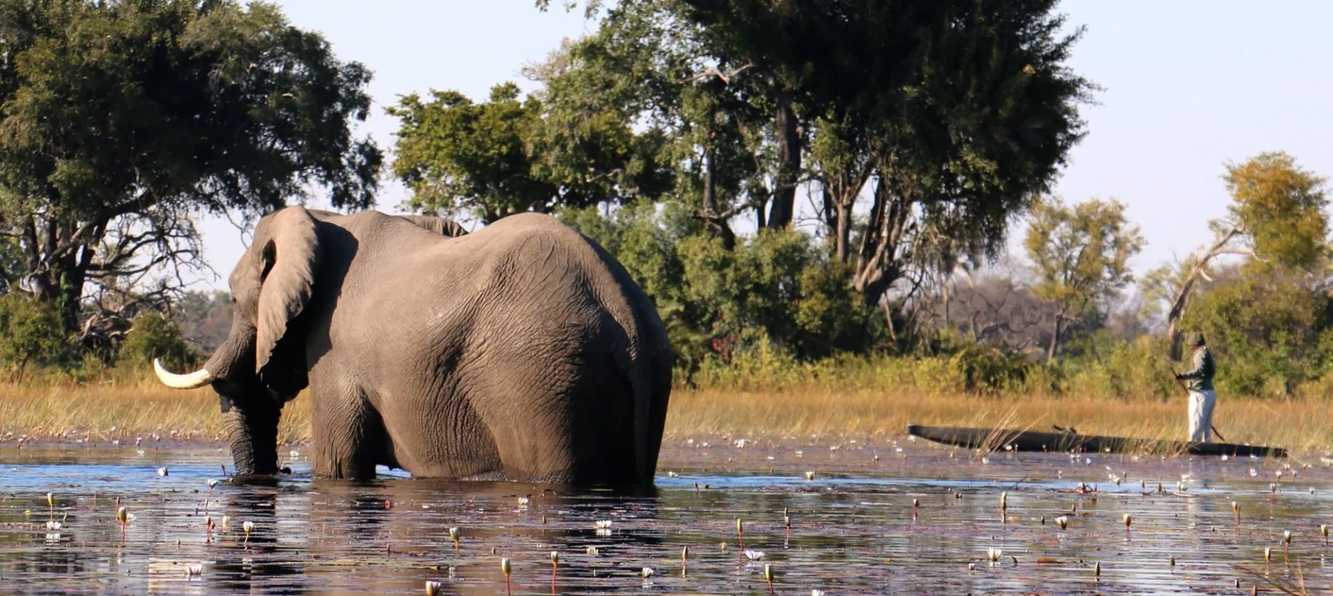 Mokoro canoe gliding through the channels of the Okavango Delta, Botswana
