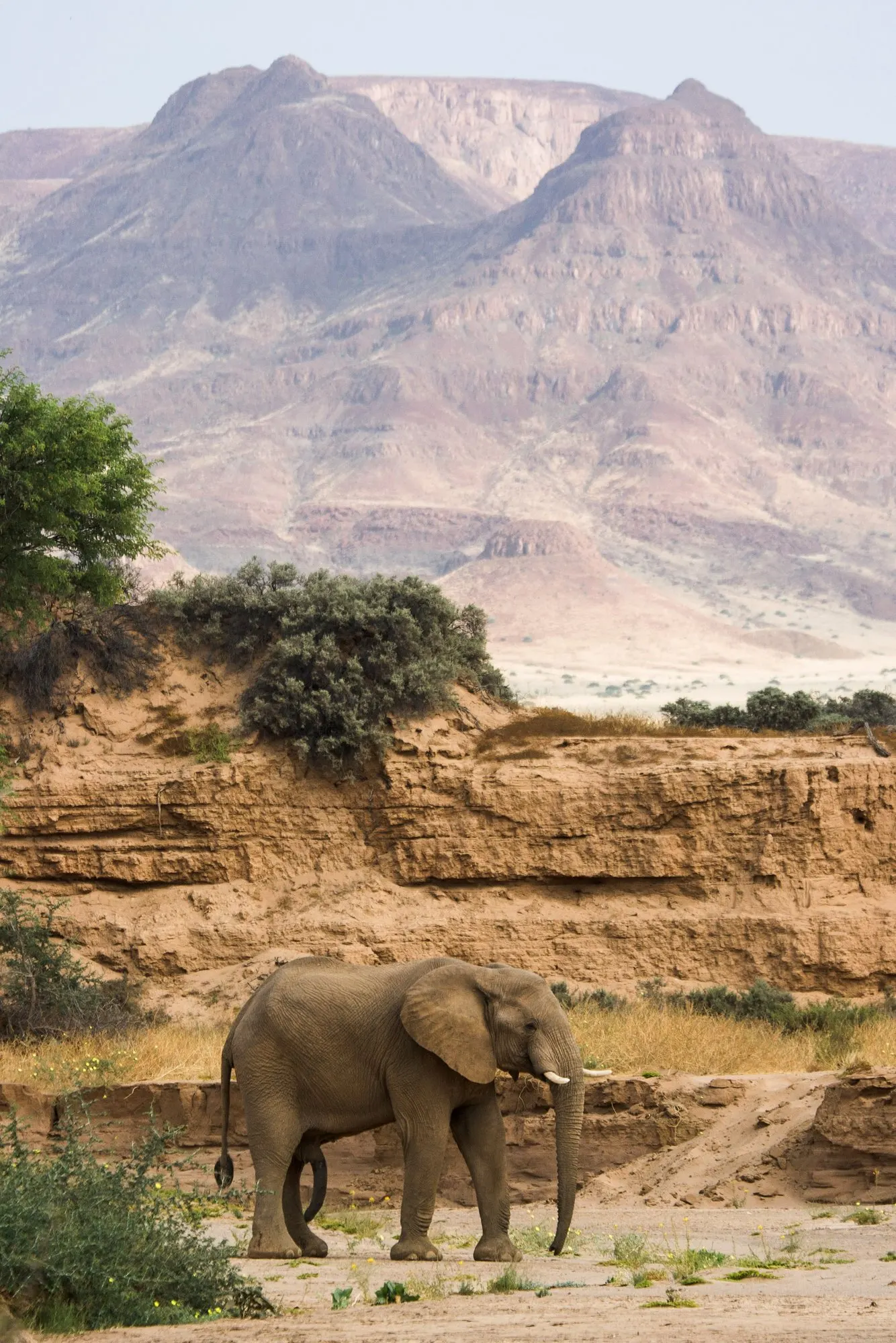 Desert-adapted elephant in the Huab riverbed, Damaraland