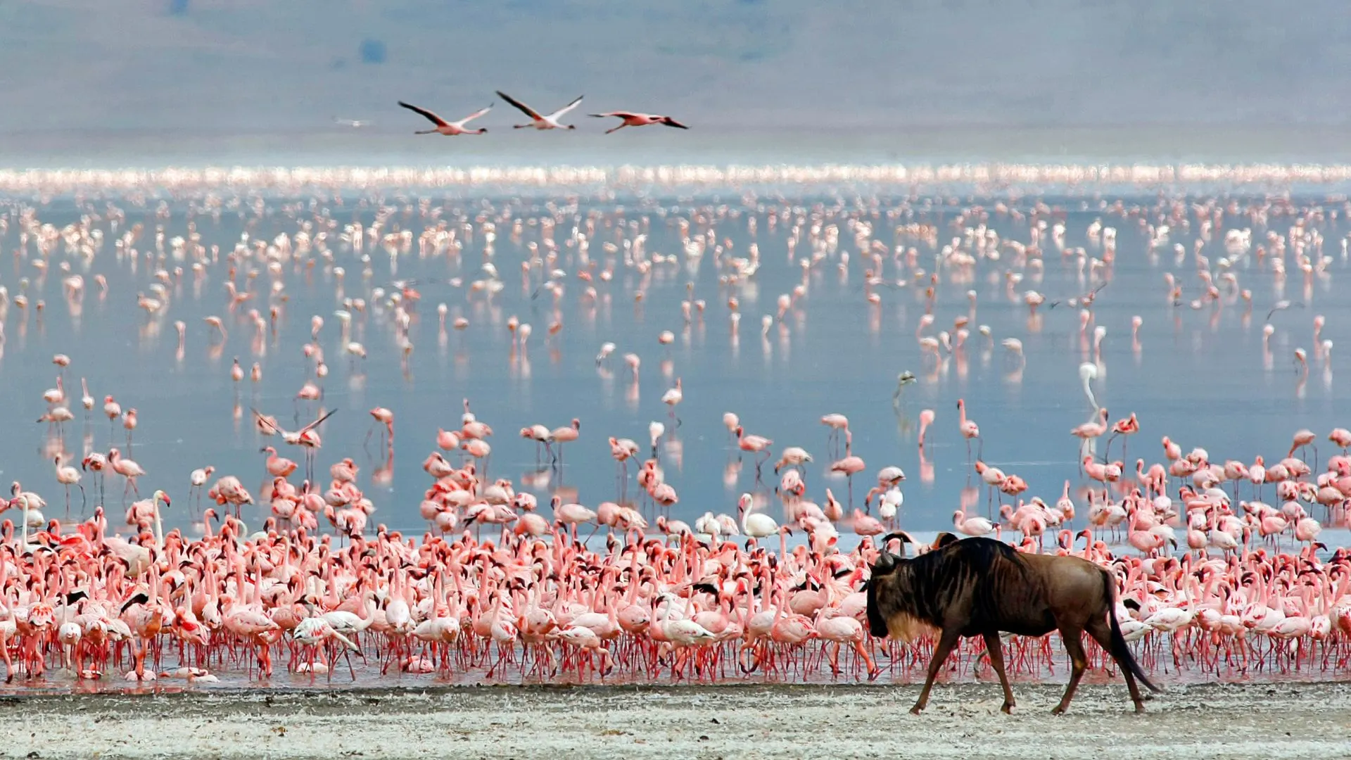 Flamingos in Ngorongoro Crater