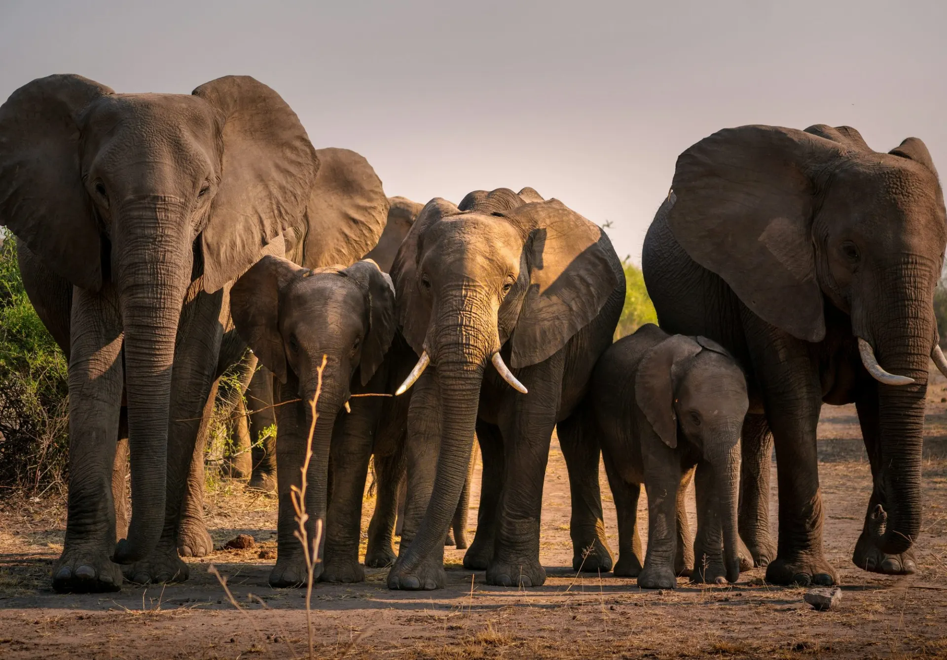 Elephants in Amboseli with Kilimanjaro behind, Kenya